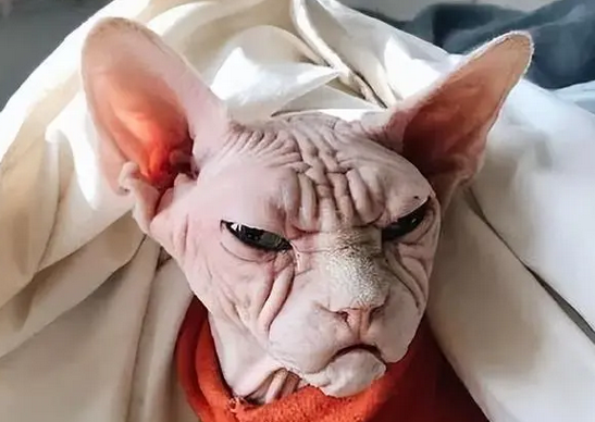 无毛猫价格多少钱