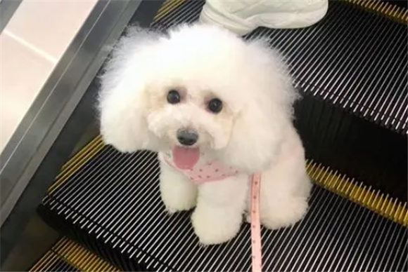 白泰迪为什么便宜 白泰迪为什么便宜