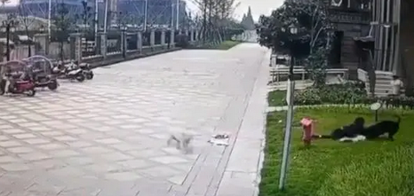 2岁幼童遭烈犬撕咬，狗主人去哪了？为何不系绳？