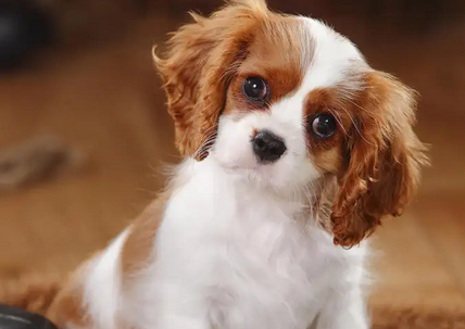 查理士王小猎犬吃什么狗粮 适当补充些钙质