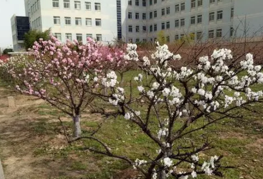 什么样的桃花形容词 什么样的桃花形容词