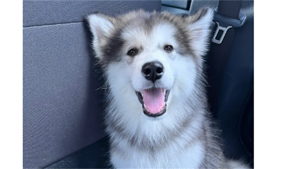 阿拉斯加幼犬怎么养 阿拉斯加幼犬怎么养