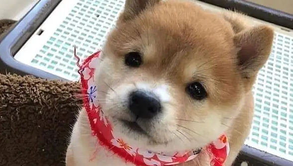 柴犬品质好坏从哪里看 柴犬品质好坏从哪里看