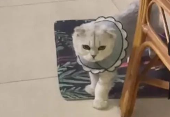 妹纸花3000块救助流浪猫,2个月后却大变样 妹纸花3000块救助流浪猫,2个月后却大变样