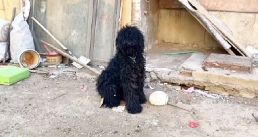 全靠邻居喂它才活下来的巨型贵宾犬，卸下厚厚铠甲后发现它竟这么好看
