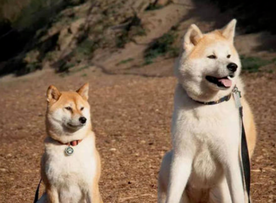 铲屎官养了一只秋田犬，3个月大就40斤了，半年后竟然……