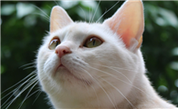 美国短毛猫长大真丑