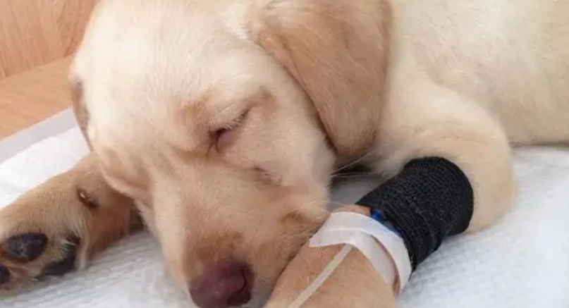 犬瘟热怎么治疗