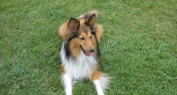喜乐蒂牧羊犬喂养,不能长期饲喂单一的饲料! 喜乐蒂牧羊犬喂养,不能长期饲喂单一的饲料!