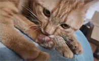 猫为什么吃自己脚趾啊
