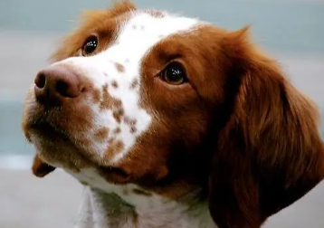 不列塔尼猎犬吃什么狗粮好 狗粮选择要点 不列塔尼猎犬吃什么狗粮好 狗粮选择要点