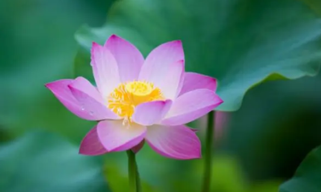 荷花又名什么