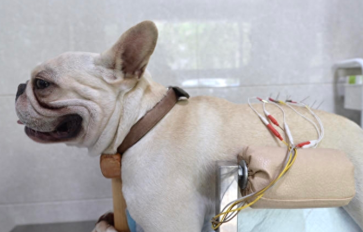 不可思议！宠物针灸，让瘫痪猫狗站起来