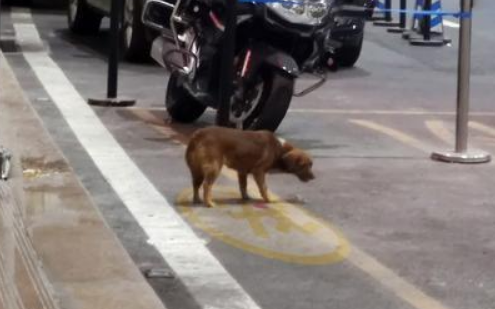 忠犬飞机场等主人一年,把塑料瓶当玩具,结果主人没来它就成了家 忠犬飞机场等主人一年,把塑料瓶当玩具,结果主人没来它就成了家