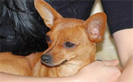 小鹿犬嘴巴尖好还是圆好