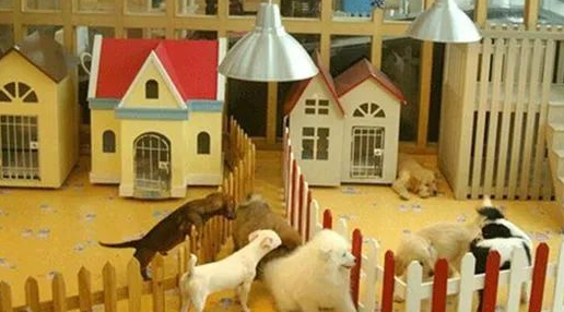 陪伴11年的比熊犬寄养2天死亡，法院判宠物店主赔偿精神抚慰金