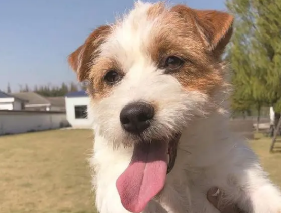 除了飞车擒贼,南通警犬也能萌萌哒 除了飞车擒贼,南通警犬也能萌萌哒