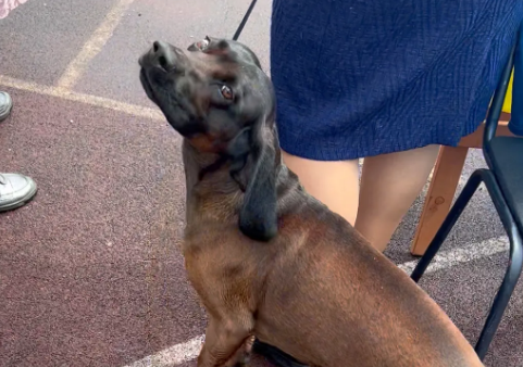 巴伐利亚山地猎犬多少钱 巴伐利亚山地猎犬多少钱