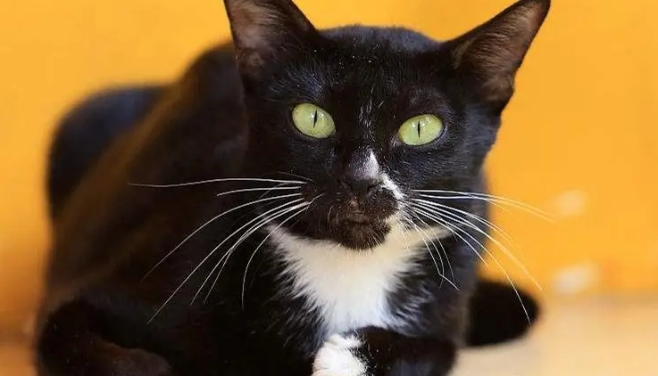 曼岛无尾猫哪种颜色比较好看 曼岛无尾猫是基因缺陷吗