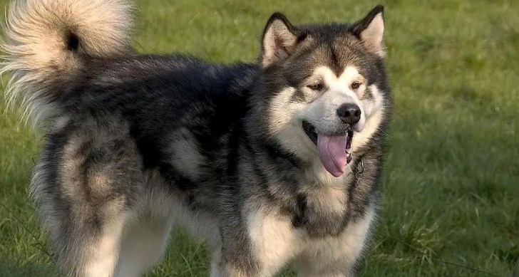 阿拉斯加犬的致命缺点 阿拉斯加犬的致命缺点