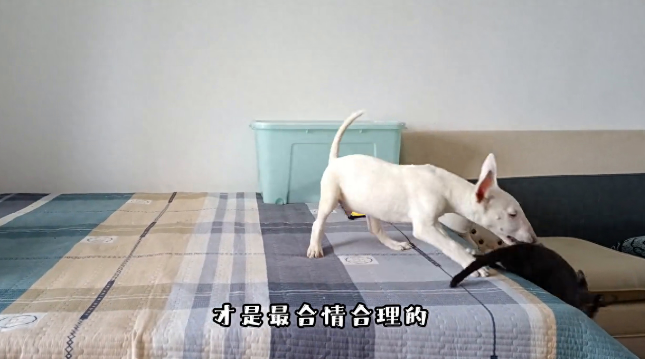 被感动啦！狗子行为荒诞怪异，它是在干什么？