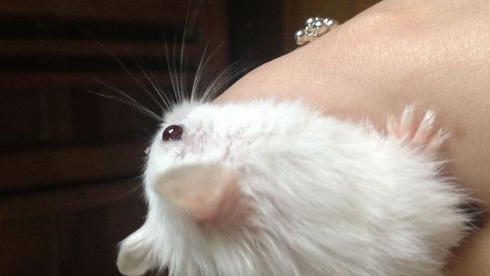白熊仓鼠多大?白熊仓鼠体长5到12厘米 白熊仓鼠多大?白熊仓鼠体长5到12厘米