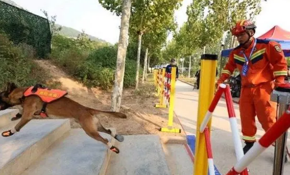 生死时速!看搜救犬在废墟内如何争分夺秒搜寻“幸存者” 生死时速!看搜救犬在废墟内如何争分夺秒搜寻“幸存者”