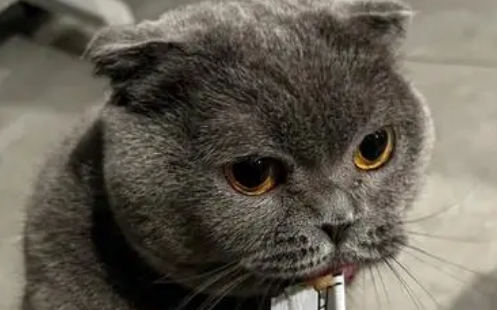 大脸猫猫条适口性怎么样