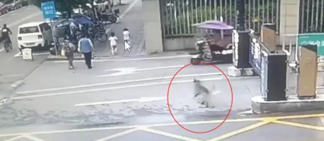 牵绳!牵绳!又见犬只攻击幼童,宠物管控再掀热议 牵绳!牵绳!又见犬只攻击幼童,宠物管控再掀热议