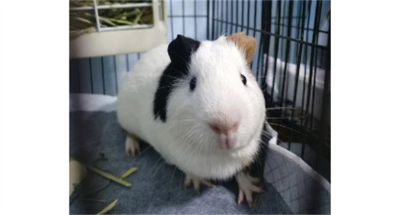 荷兰猪拉稀一定会死吗 荷兰猪拉稀一定会死吗