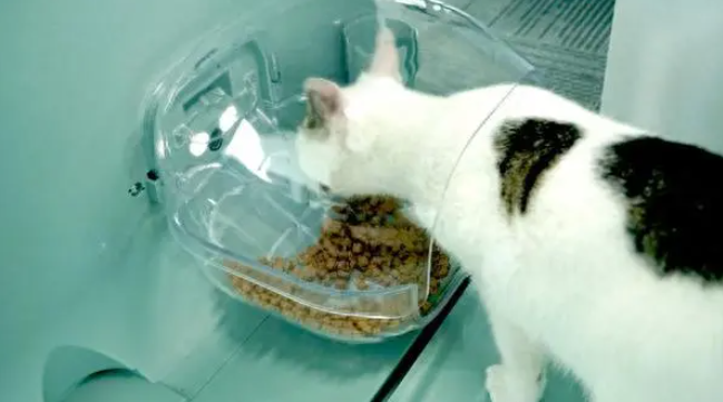 科技赋能爱心猫屋,“街猫”破解流浪猫管理难题 科技赋能爱心猫屋,“街猫”破解流浪猫管理难题