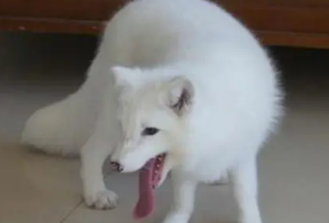 狐狸喜欢吃什么
