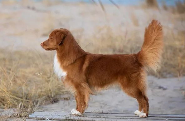 新斯科舍猎鸭寻猎犬好养吗?优缺点有哪些 新斯科舍猎鸭寻猎犬好养吗?优缺点有哪些