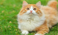 什么动物叫像猫一样