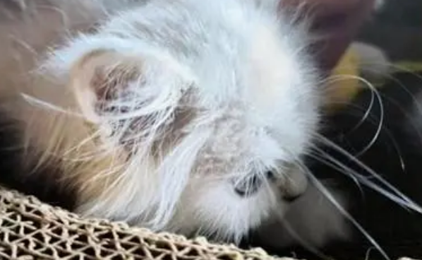萌宠买回家活不过一周！谁来管管“星期猫狗”？