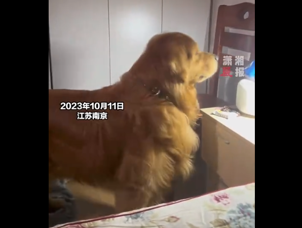 这个家不能没有它!狗狗深夜捉苍蝇让主人踏实睡觉 这个家不能没有它!狗狗深夜捉苍蝇让主人踏实睡觉