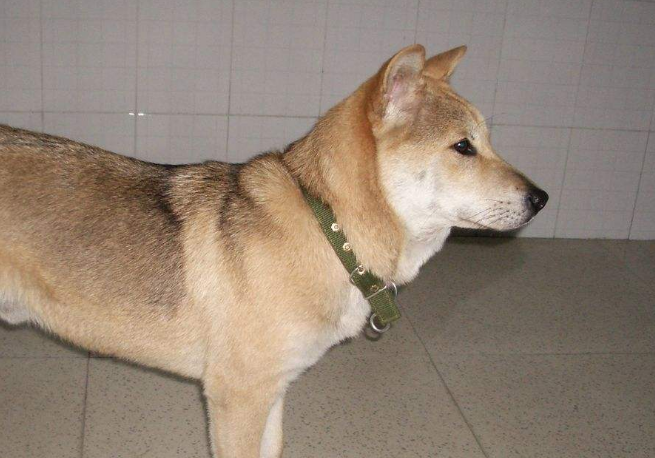 中华田园犬在国外多少钱一只