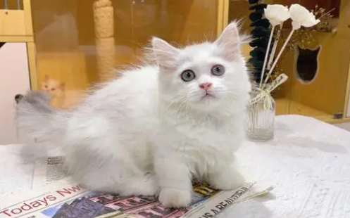 银白拿破仑猫多少钱一只 银白拿破仑猫多少钱一只