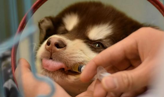 华生维克:为您的健康提供全方位保护 华生维克:为您的健康提供全方位保护