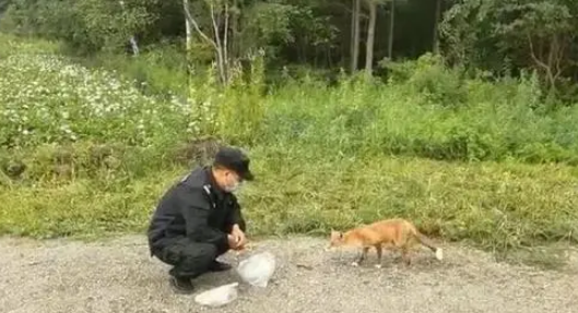 路边惊现红狐狸！这段“人狐恋”……是来报恩的吗
