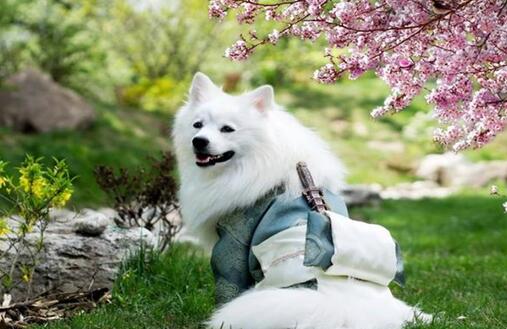 博美和银狐杂交的犬叫什么
