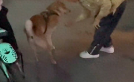 柴犬因主人怀孕被散养,别人想领养却不同意,在外面受尽孩子欺负 柴犬因主人怀孕被散养,别人想领养却不同意,在外面受尽孩子欺负