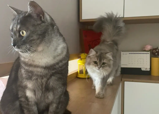东北猫为什么不能买?原因很简单 东北猫为什么不能买?原因很简单