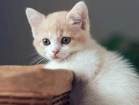 星期猫可以救活吗 星期猫最明显的特征