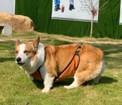儿子没避孕怎么办