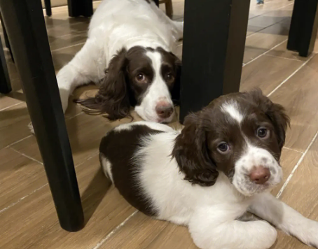 史宾格幼犬图片