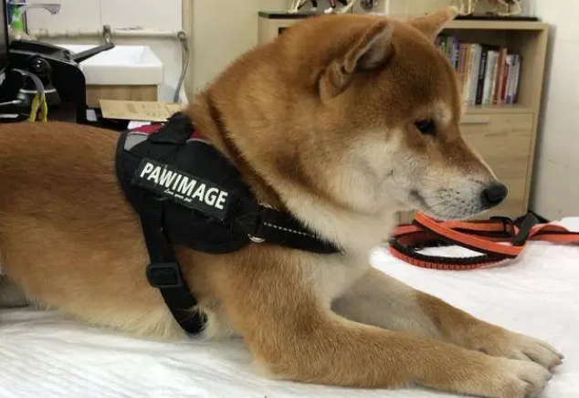 柴犬Nana被骂“丑女”，超生气一巴掌打坏仓鼠好慌张！