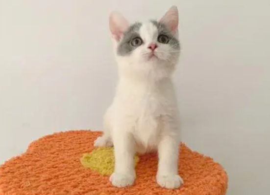 蓝白净梵猫的几个常见知识