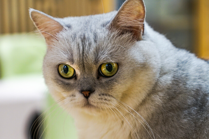 波米拉猫流感怎么治疗?波米拉猫流感治疗方法 波米拉猫流感怎么治疗?波米拉猫流感治疗方法