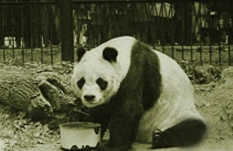 道中华| 大熊猫因何得名，又如何成为世界团宠？